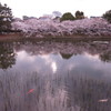 桜と水鏡と鯉