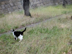 吾輩は猫である