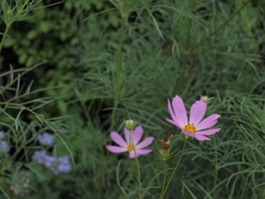 秋桜と書いてコスモスと読む