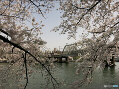 大川の桜とＪＲ