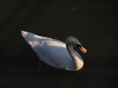 Cygnus