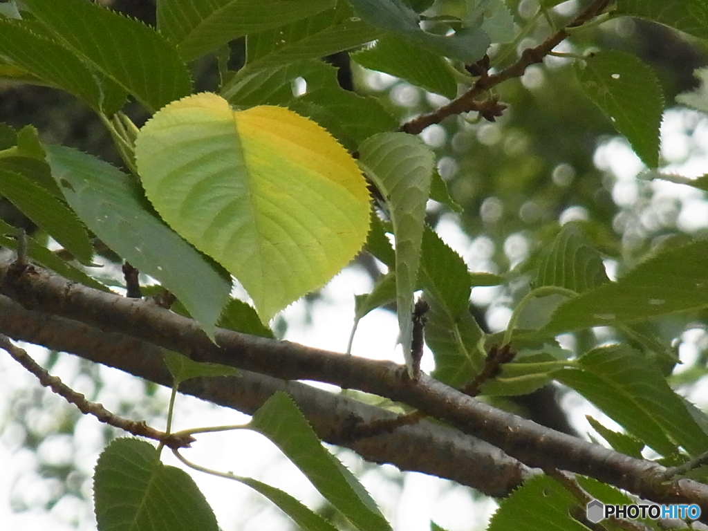 Green To Yellow