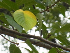 Green To Yellow