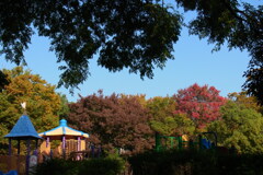 色づき始めた秋の公園
