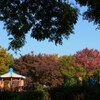 色づき始めた秋の公園