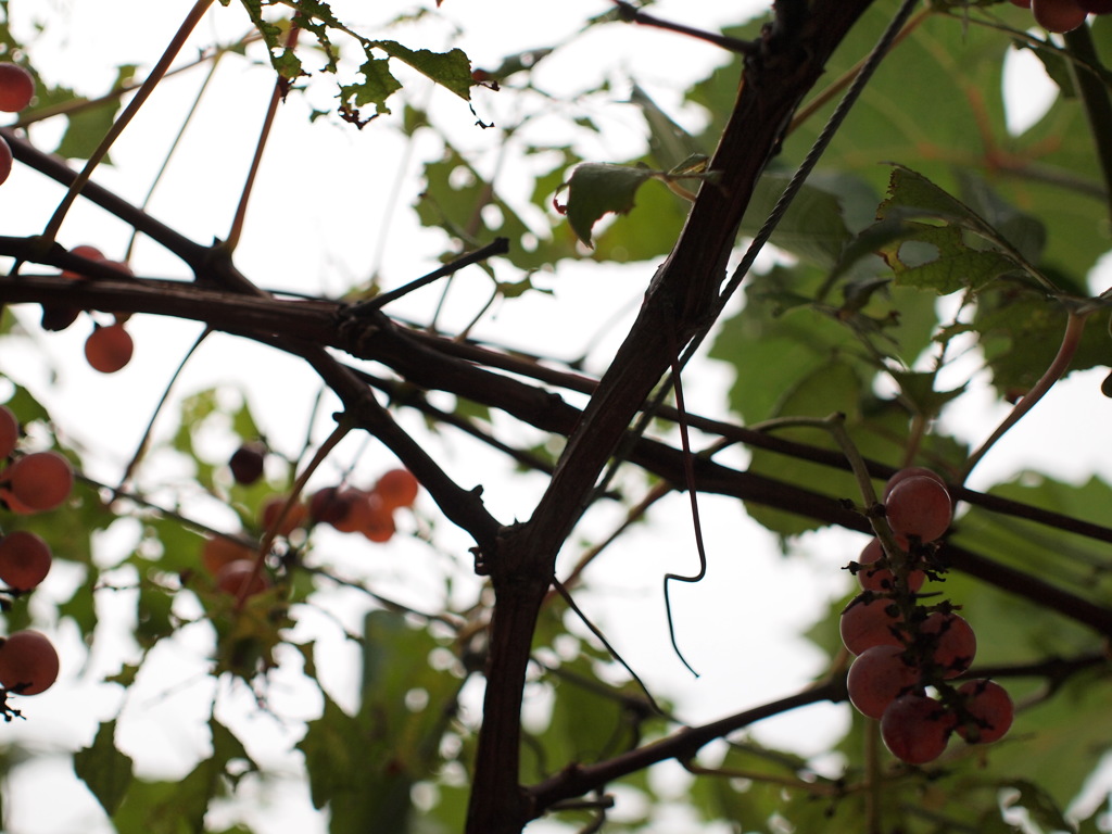 天空のぶどう