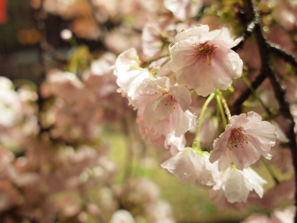 雨の夜の朱雀桜