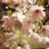 雨の夜の朱雀桜