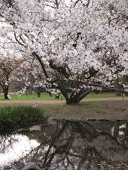 水鏡と桜
