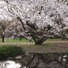 水鏡と桜