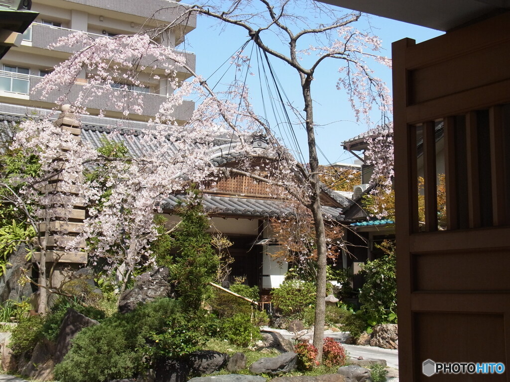 枝垂れ桜