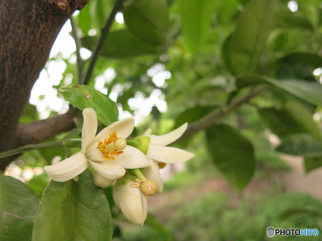 柑橘の　花の香りが　心地よく