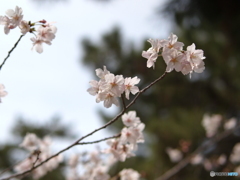 夙川の桜