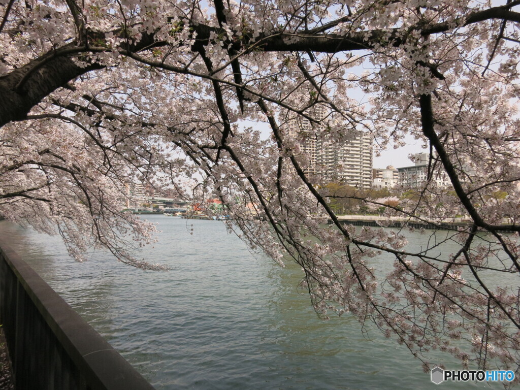 大川の桜