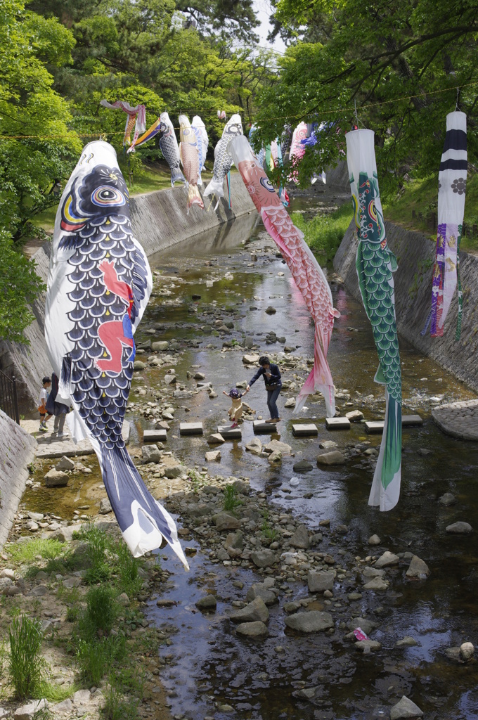 夙川の鯉のぼり