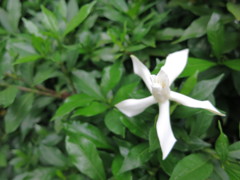 薫るクチナシの花