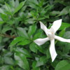 薫るクチナシの花