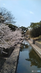 夙川の桜