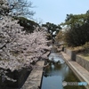 夙川の桜