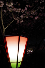 夜桜と灯り