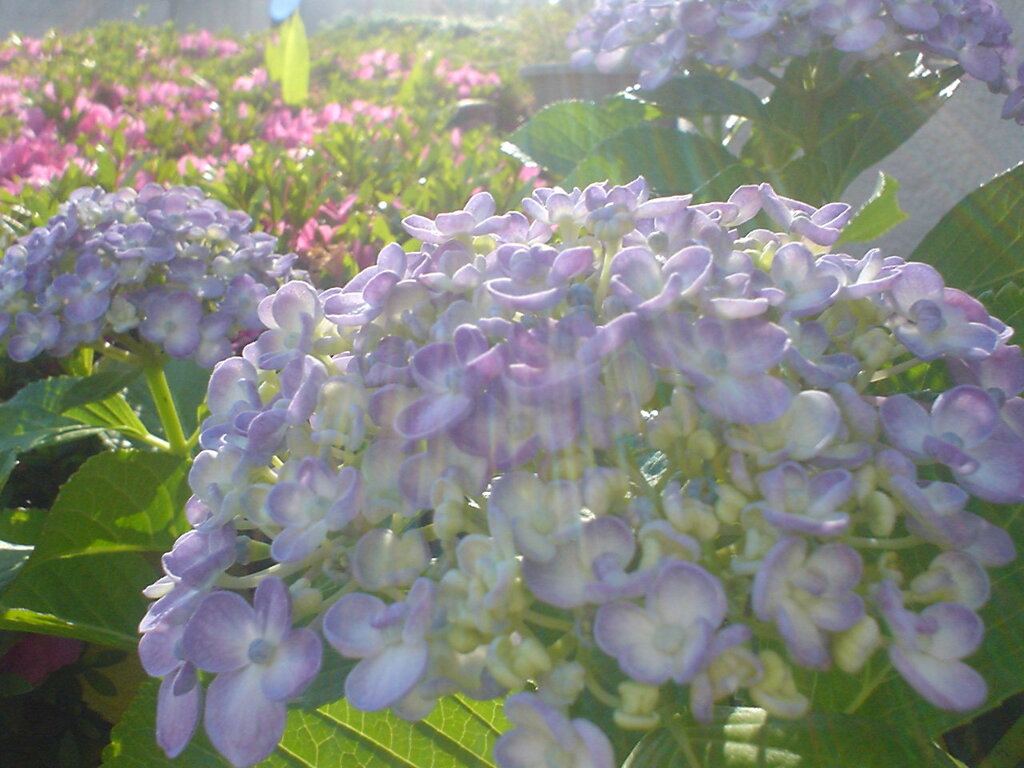 朝日と紫陽花