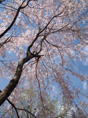 枝垂れ桜と青空