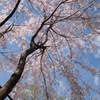 枝垂れ桜と青空