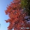 冬の紅葉