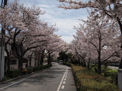 蓬川緑地の桜並木