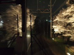 嵐電 桜のトンネルその１