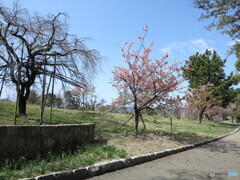 緑ヶ丘公園の河津桜