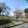 緑ヶ丘公園の河津桜