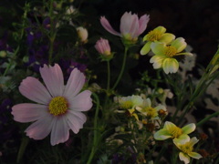 Friday Night Flowers