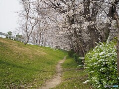 武庫川河川敷の桜