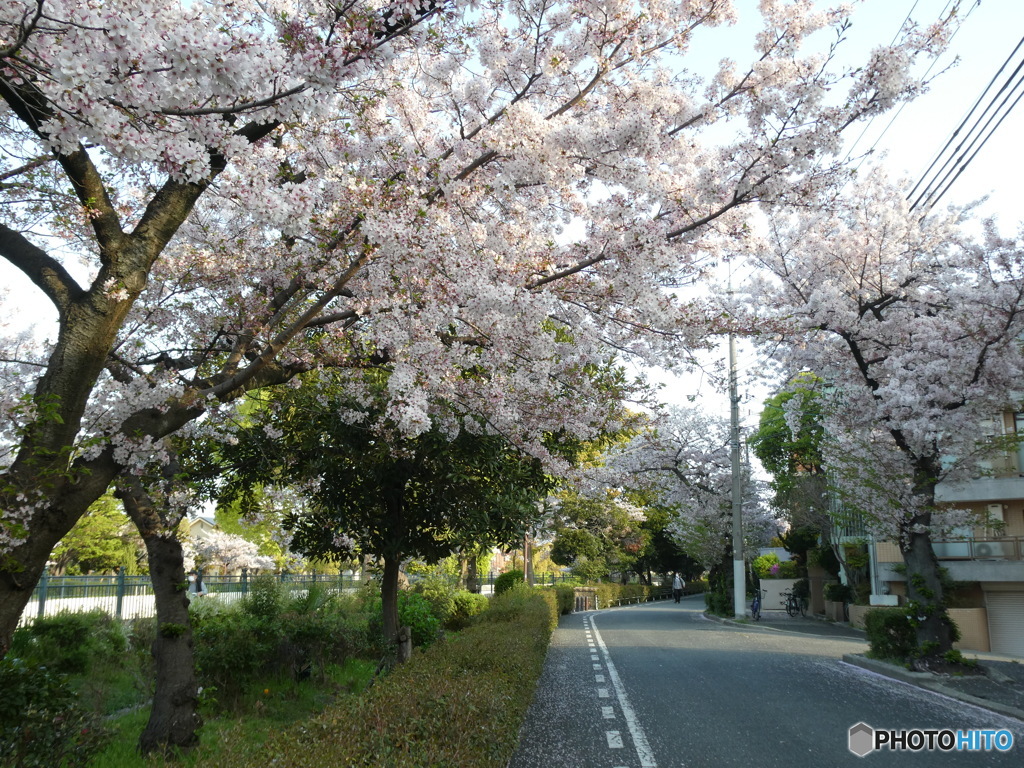 蓬川緑地の桜トンネル