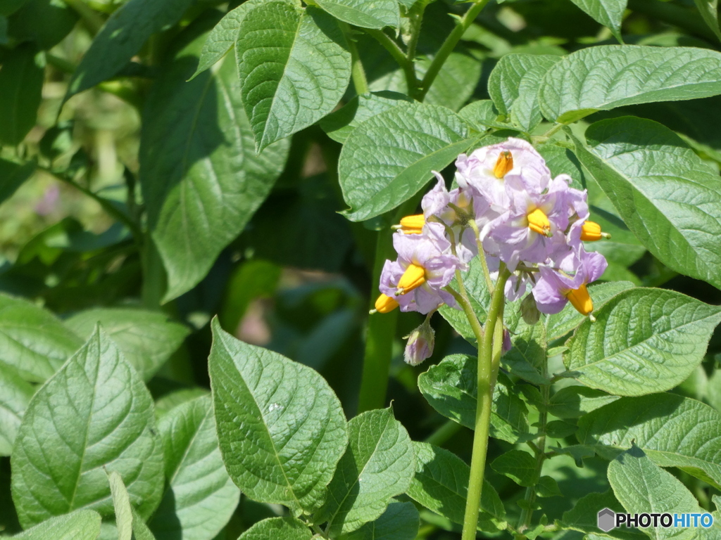 じゃがいもの花