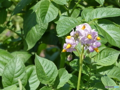 じゃがいもの花