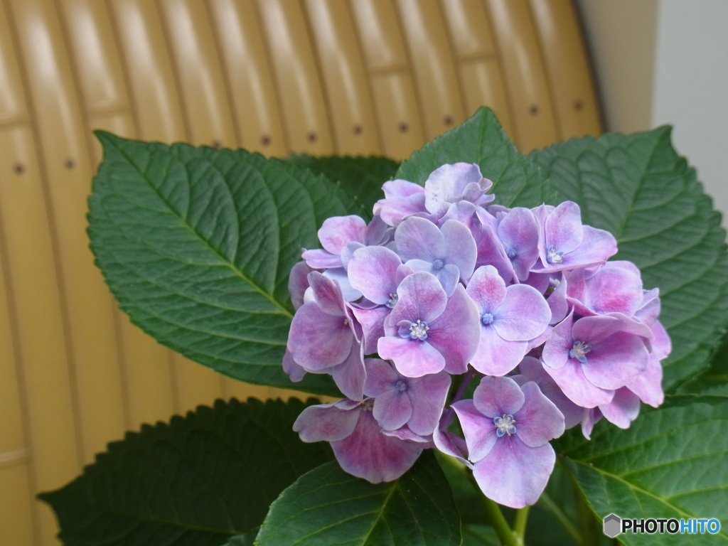 7月の紫陽花