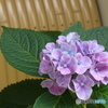 7月の紫陽花