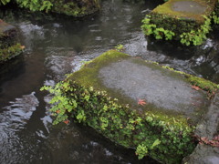 長谷寺の苔石と紅葉