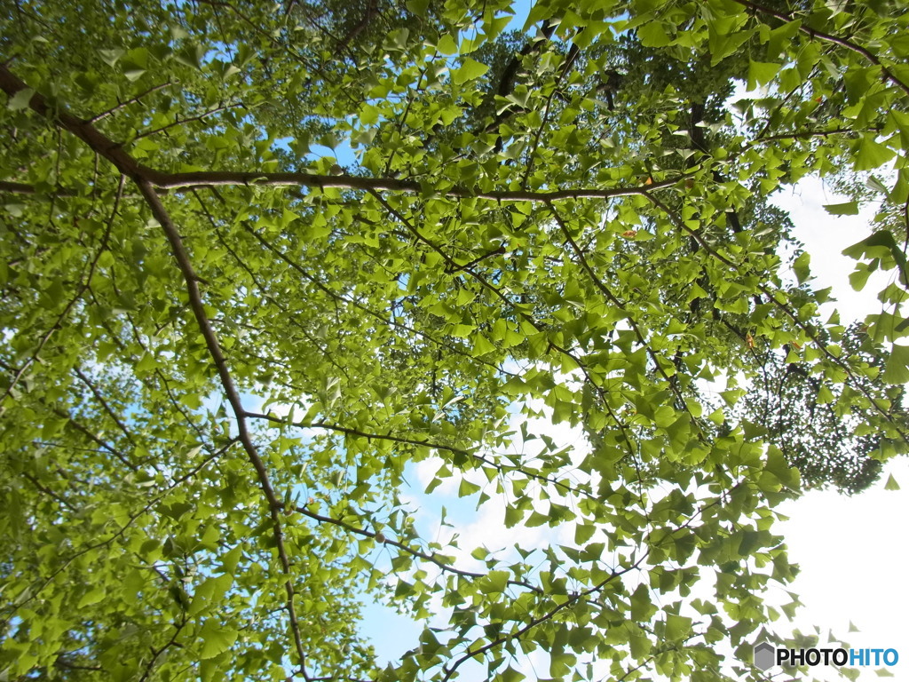 the green curtain