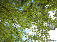 the green curtain