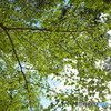 the green curtain