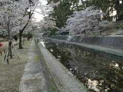 夙川の桜と水鏡