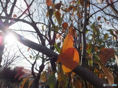 Shining Leaves