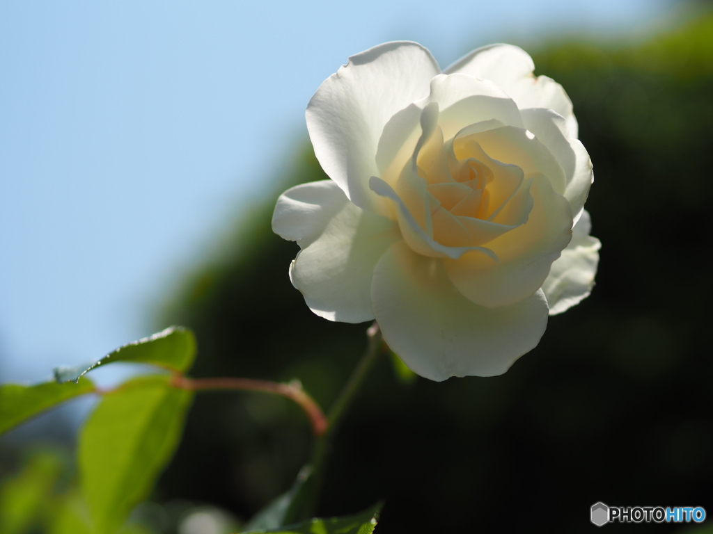 白いバラ