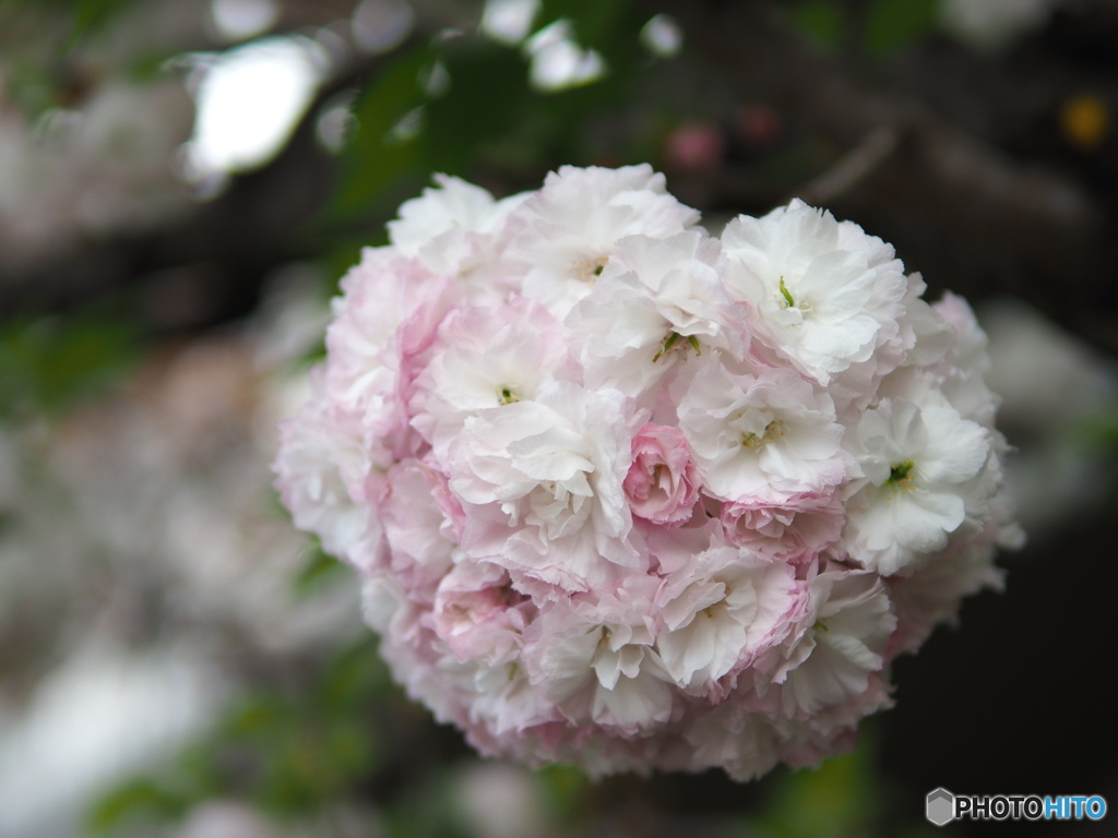 花束