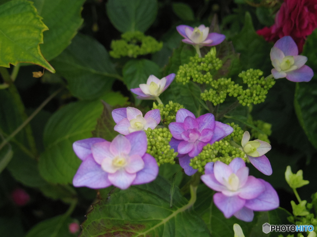 紫陽花　咲き始め