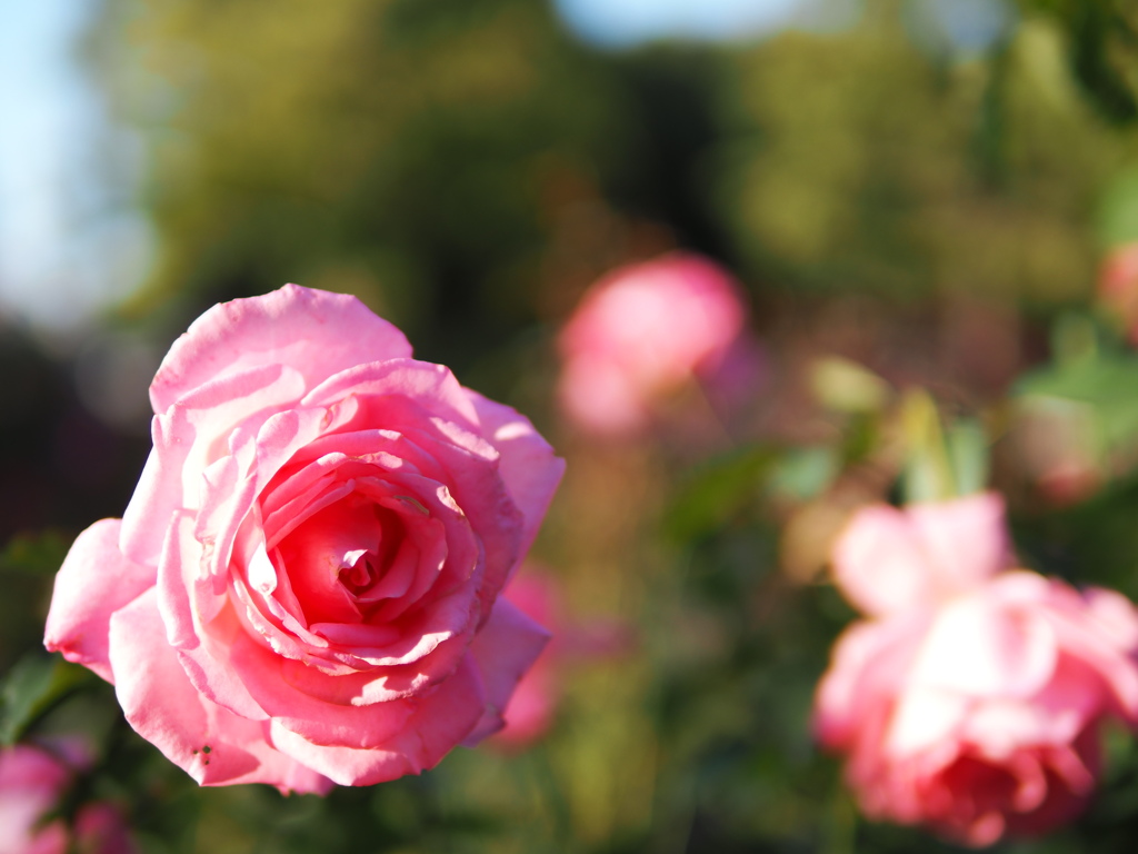 Pink Rose