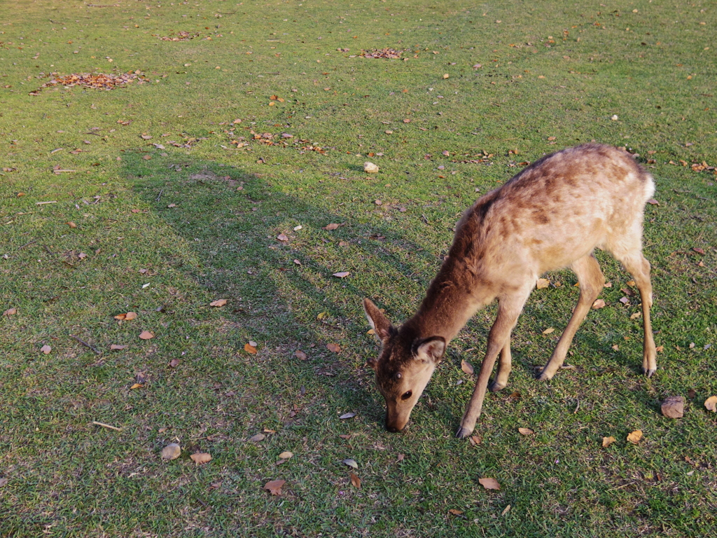 奈良公園の鹿と夕暮れ